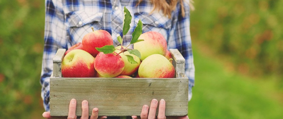 Les pommes, en voilà pour tout l'automne - Programme Malin